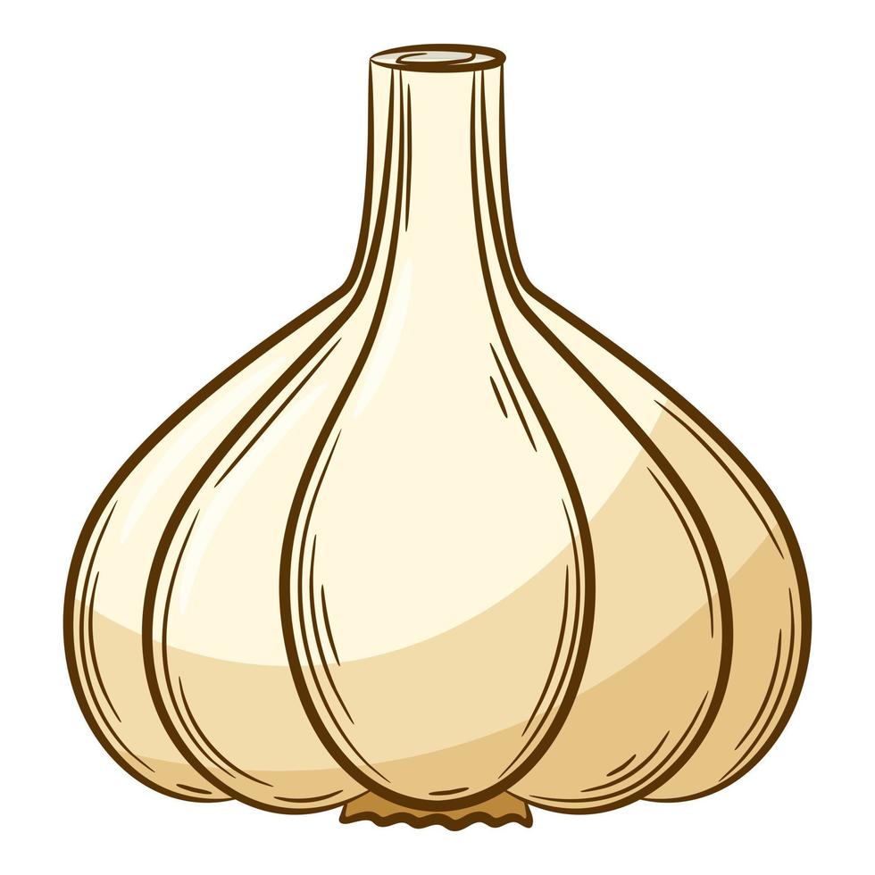 Head of garlic. A vegetable in a linear style, drawn by hand. Food ingredient, design element.Color vector illustration with outline. Isolated on a white background