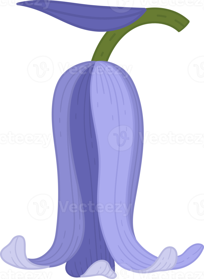 bluebell bloem hand getekende illustratie. png