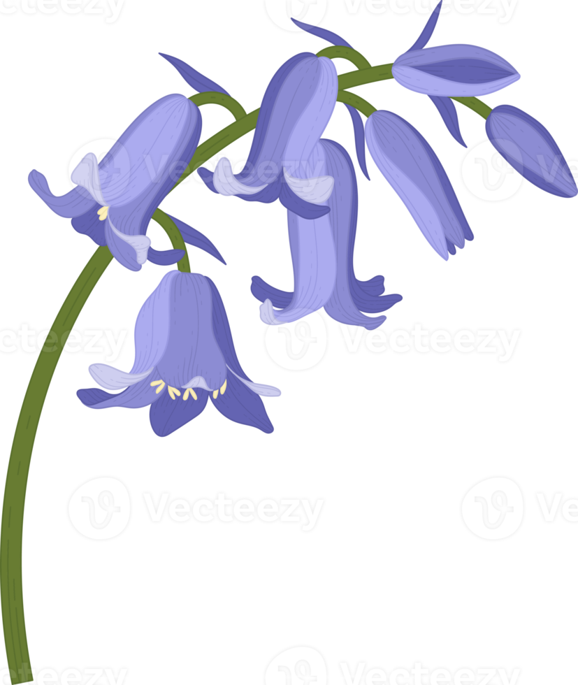 bluebell flower hand drawn illustration. png