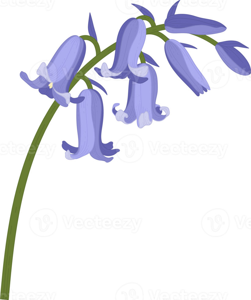 bluebell flower hand drawn illustration. png