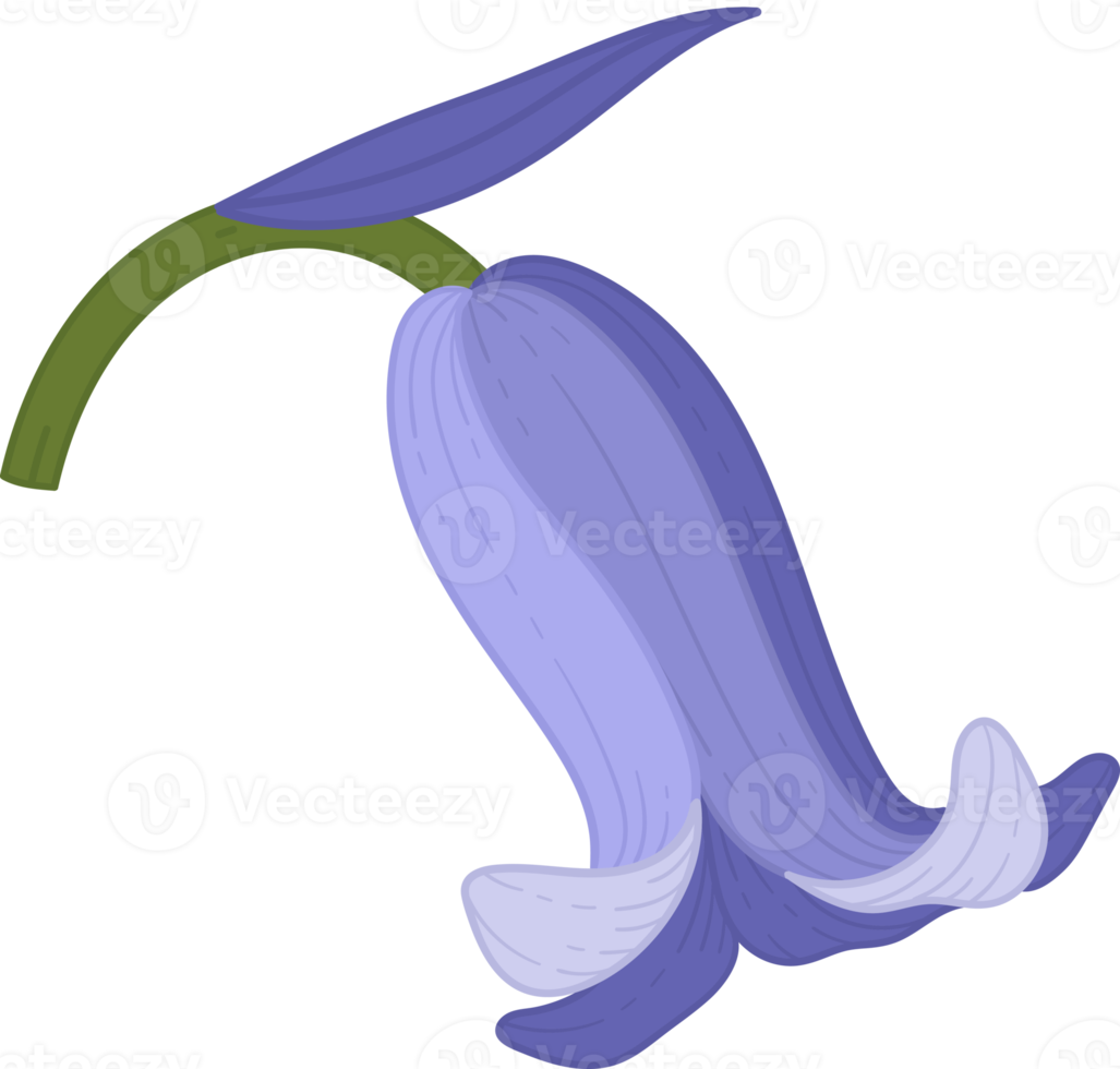 bluebell flower hand drawn illustration. png