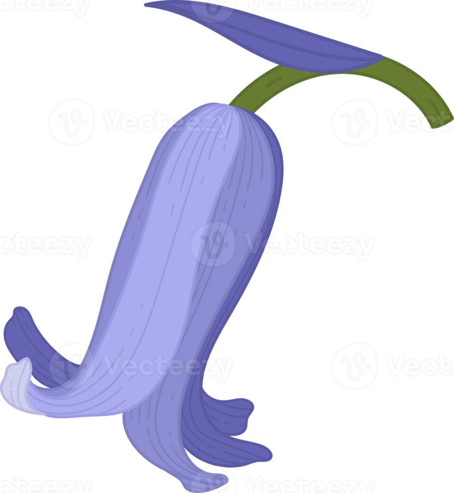 blåklocka blomma handritad illustration. png