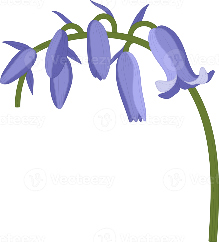 bluebell flower hand drawn illustration. png