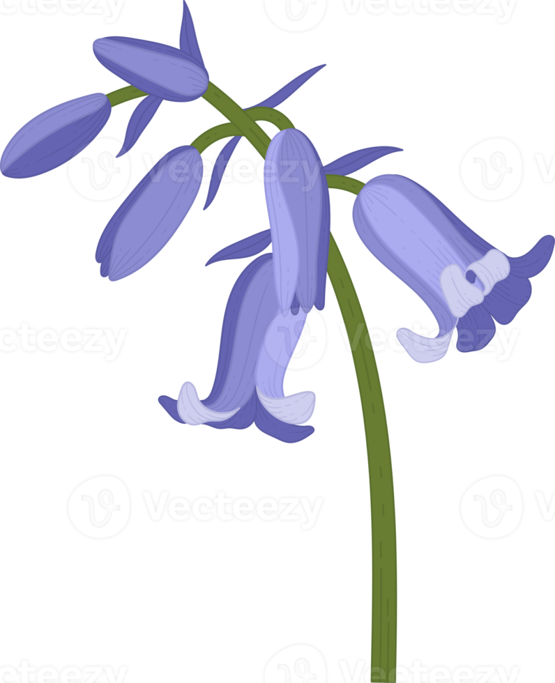 bluebell flower hand drawn illustration. png