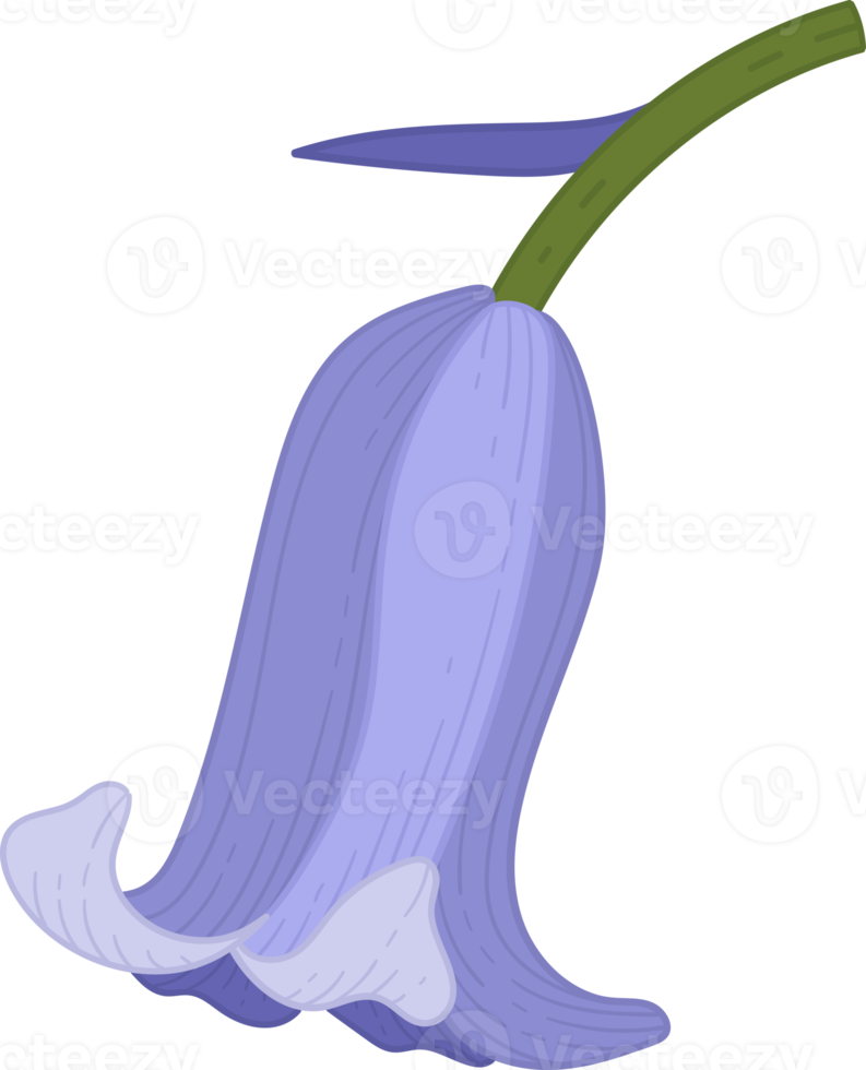 bluebell flower hand drawn illustration. png