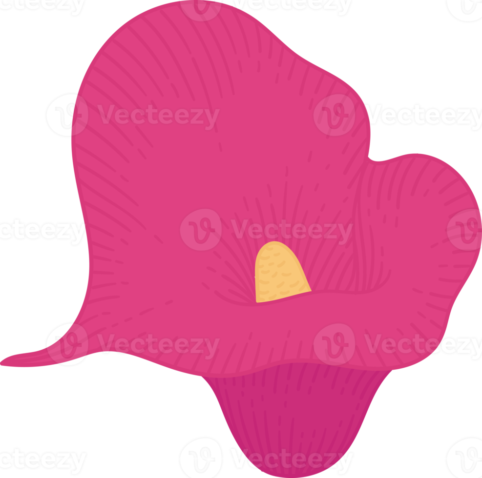 Pink calla lily flower hand drawn illustration. png