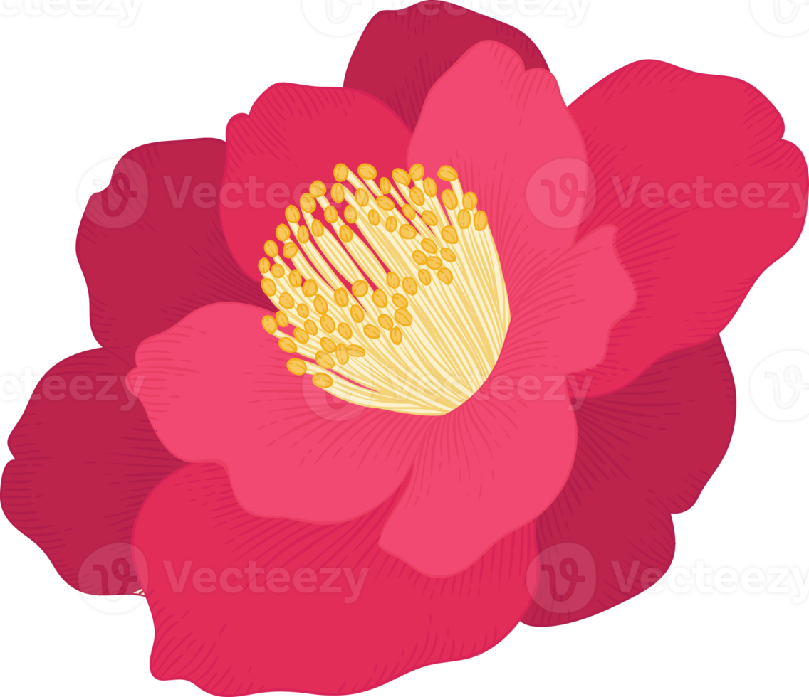 Pink camellia flower hand drawn illustration. png