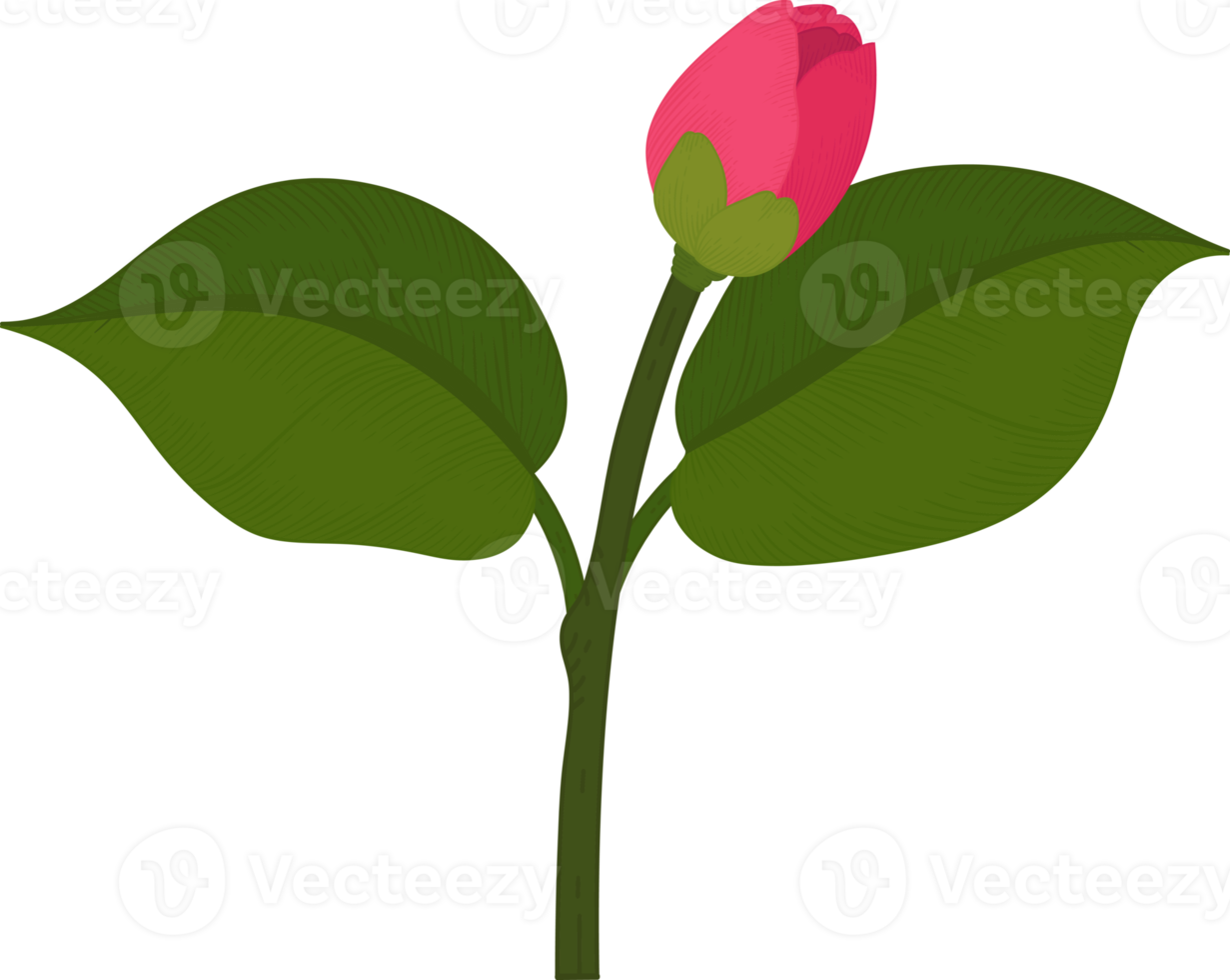 roze camellia bloem hand getekende illustratie. png