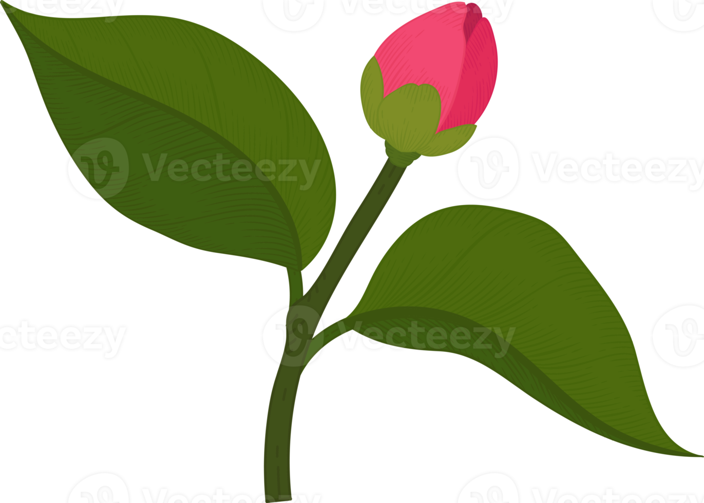 fleur de camélia rose illustration dessinée à la main. png