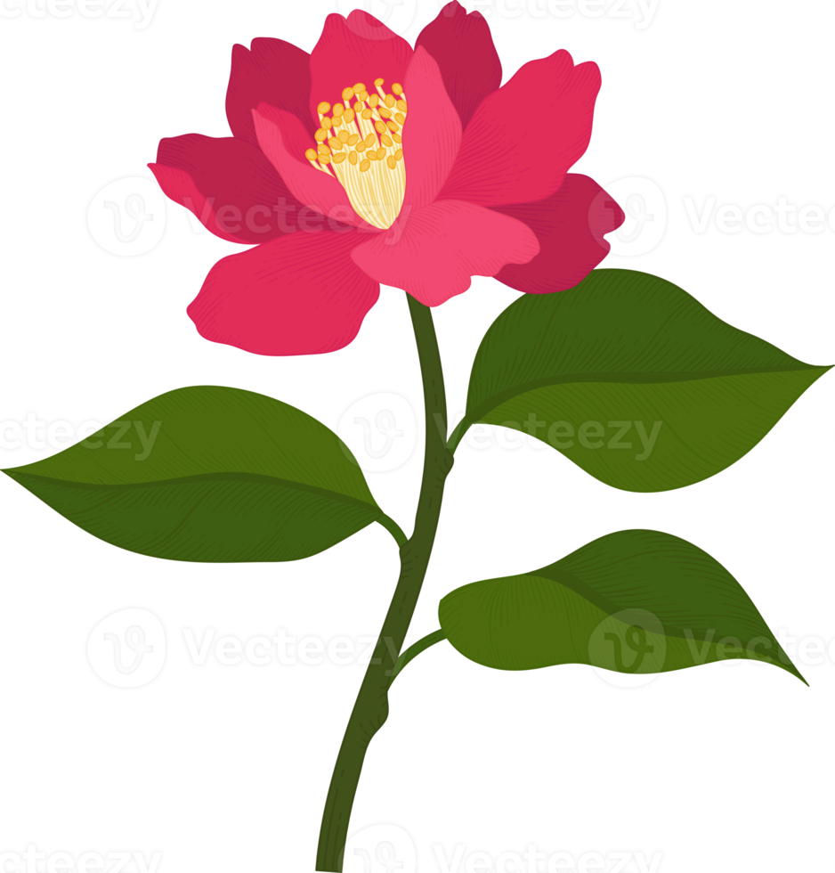 rosa camellia blomma handritad illustration. png