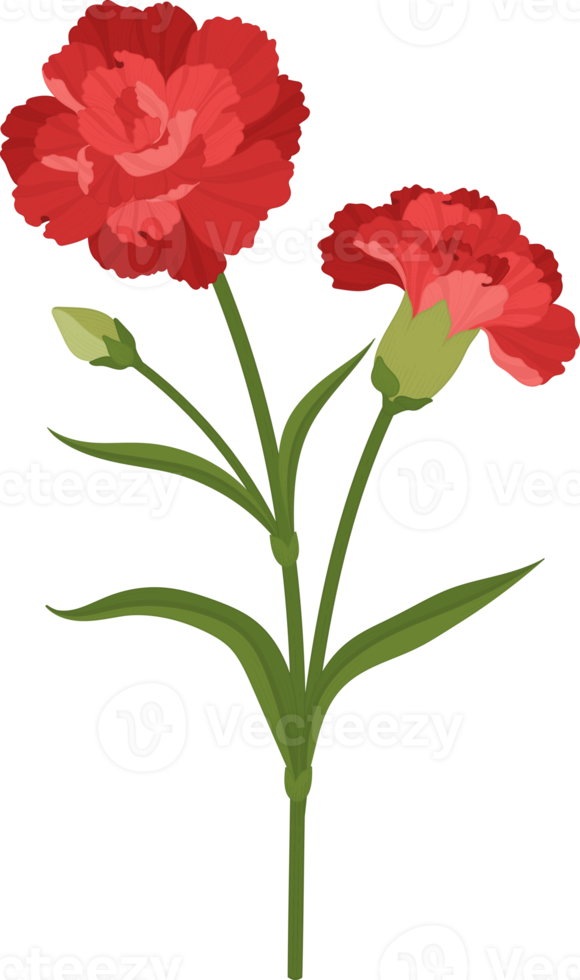 red carnation flower hand drawn illustration. png