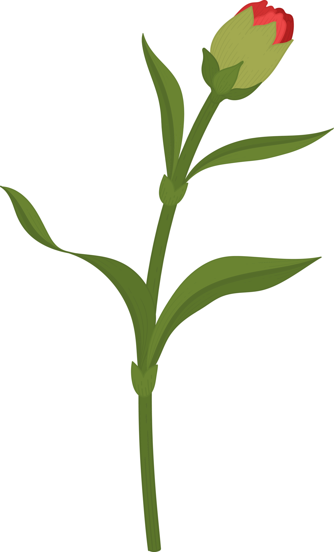 red carnation flower hand drawn illustration. 9841760 PNG