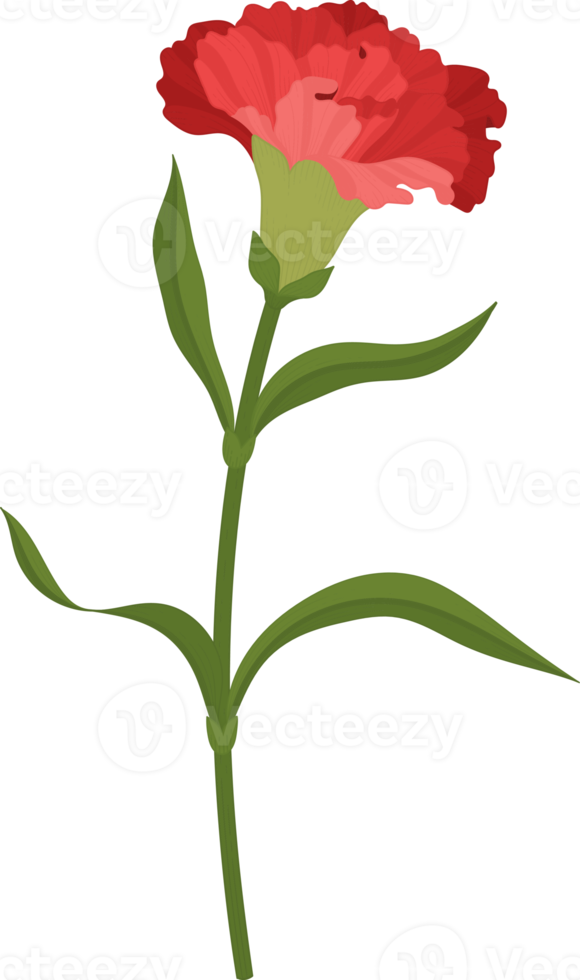 röd nejlika blomma handritad illustration. png