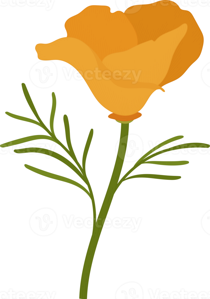 orange Kalifornien vallmo blomma handritad illustration. png