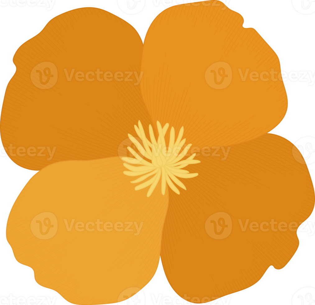 Orange california poppy flower hand drawn illustration. png