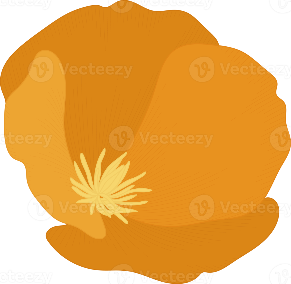 Orange california poppy flower hand drawn illustration. png