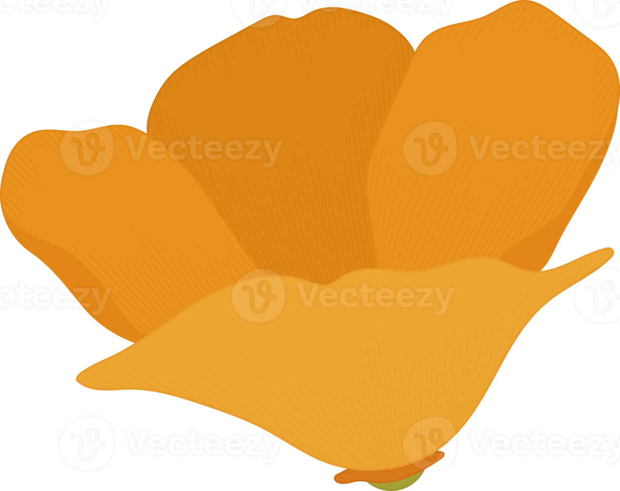 Orange california poppy flower hand drawn illustration. png