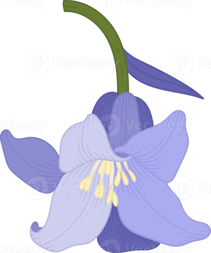 bluebell flower hand drawn illustration. png