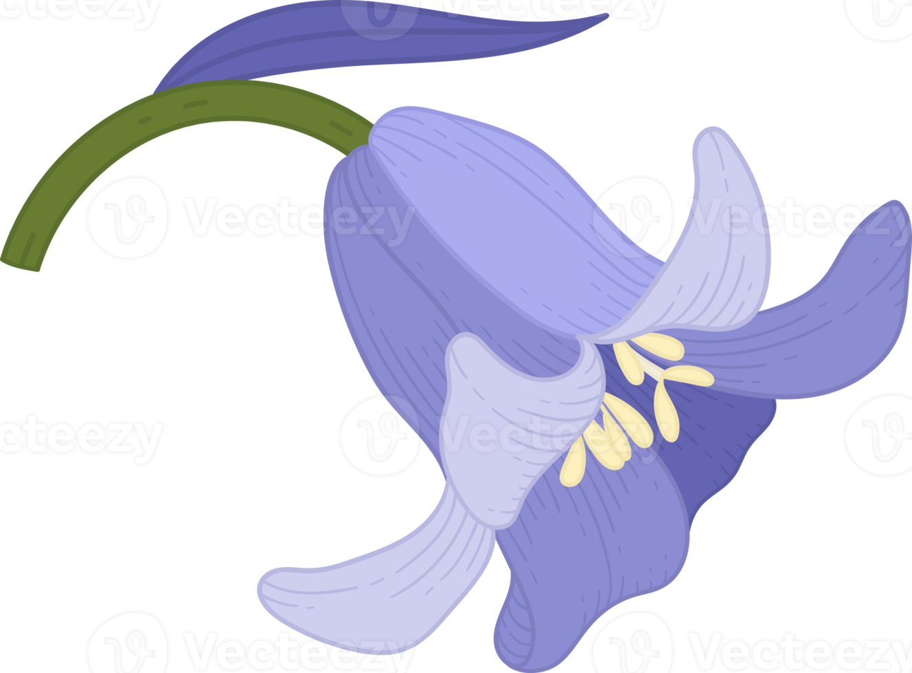 illustrazione disegnata a mano del fiore di campanula. png