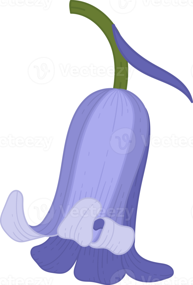bluebell flower hand drawn illustration. png