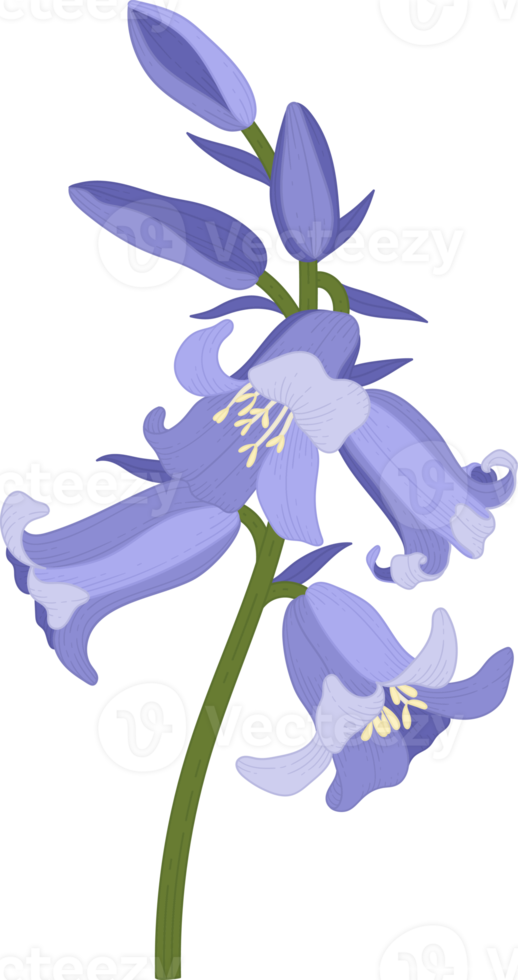 bluebell flower hand drawn illustration. png