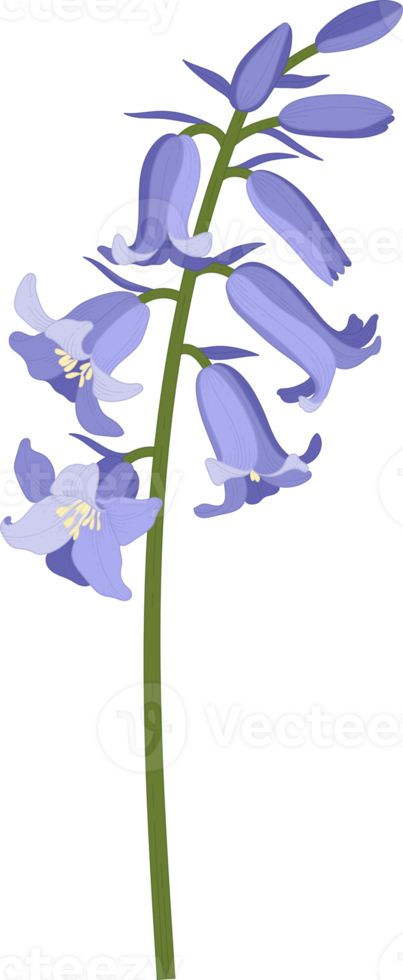 bluebell flower hand drawn illustration. png