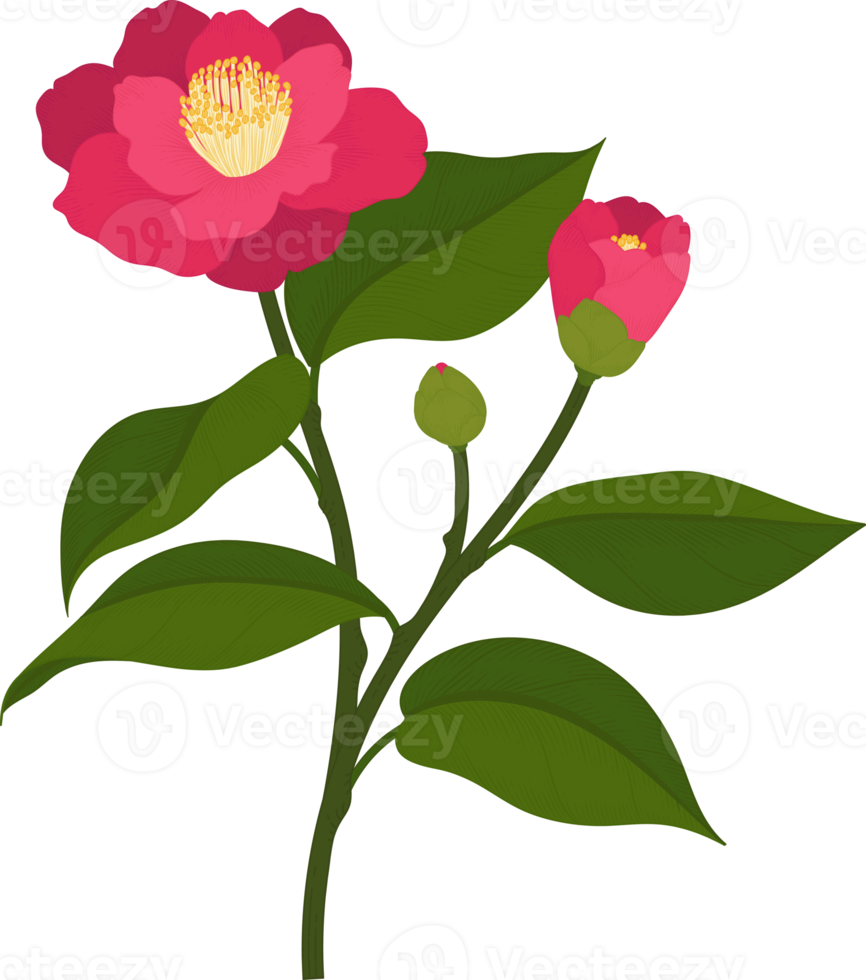 rosa camellia blomma handritad illustration. png