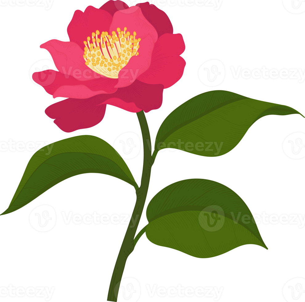 rosa camellia blomma handritad illustration. png