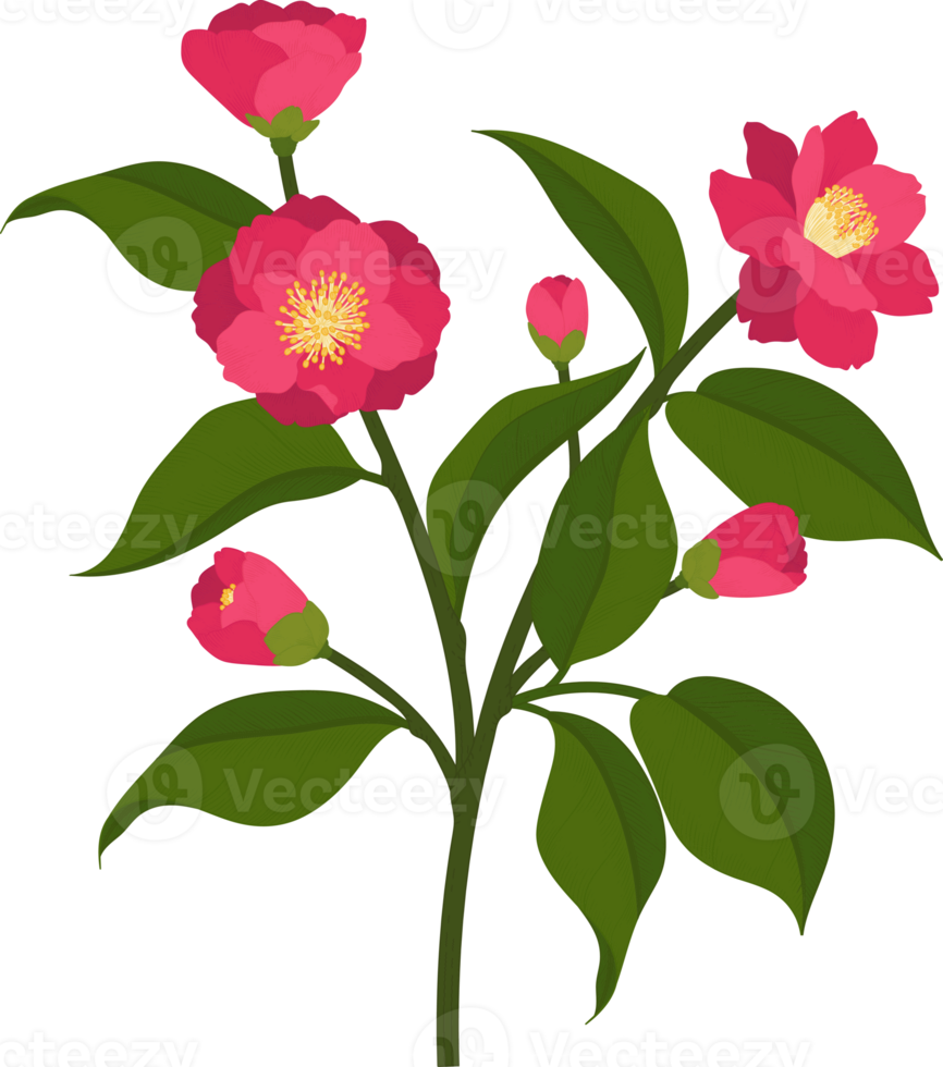 Free Pink camellia flower hand drawn illustration. 9842062 PNG with  Transparent Background