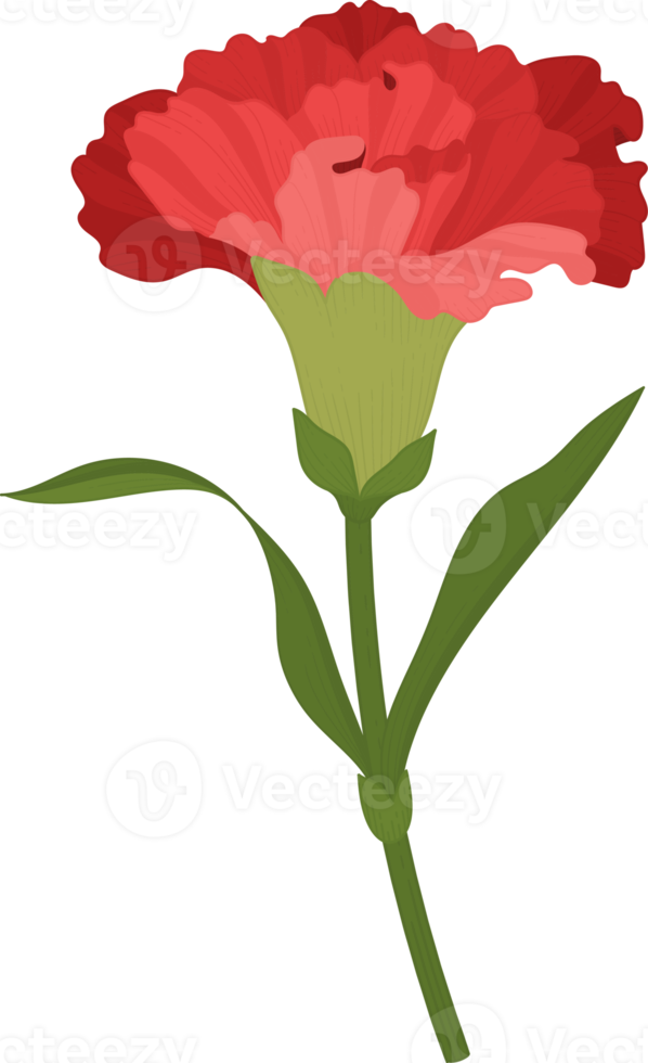 red carnation flower hand drawn illustration. png