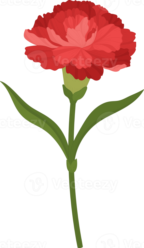 röd nejlika blomma handritad illustration. png