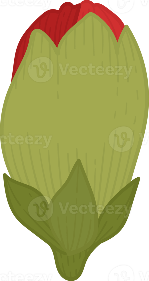 red carnation flower hand drawn illustration. png