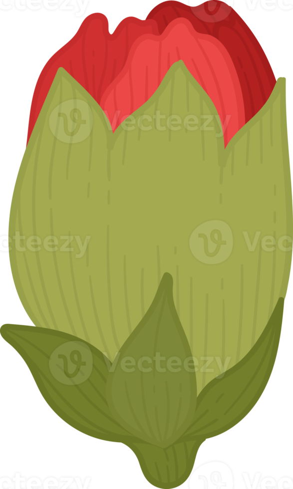 red carnation flower hand drawn illustration. png