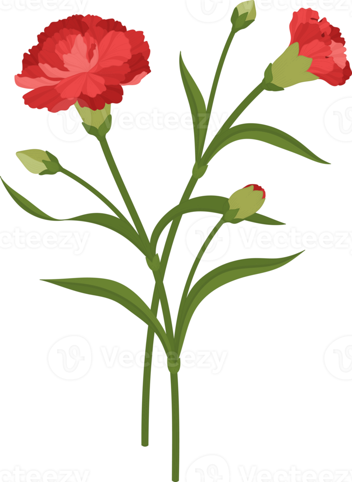 röd nejlika blomma handritad illustration. png