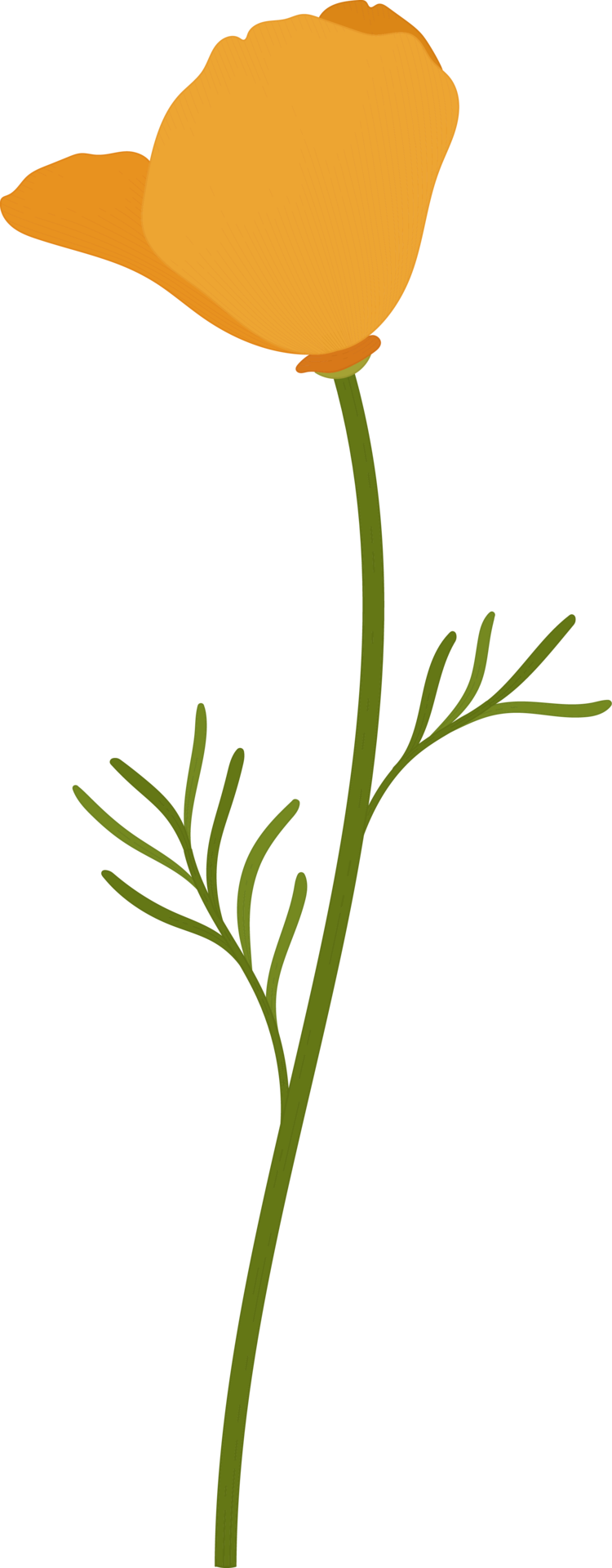 Orange california poppy flower hand drawn illustration. 9842182 PNG