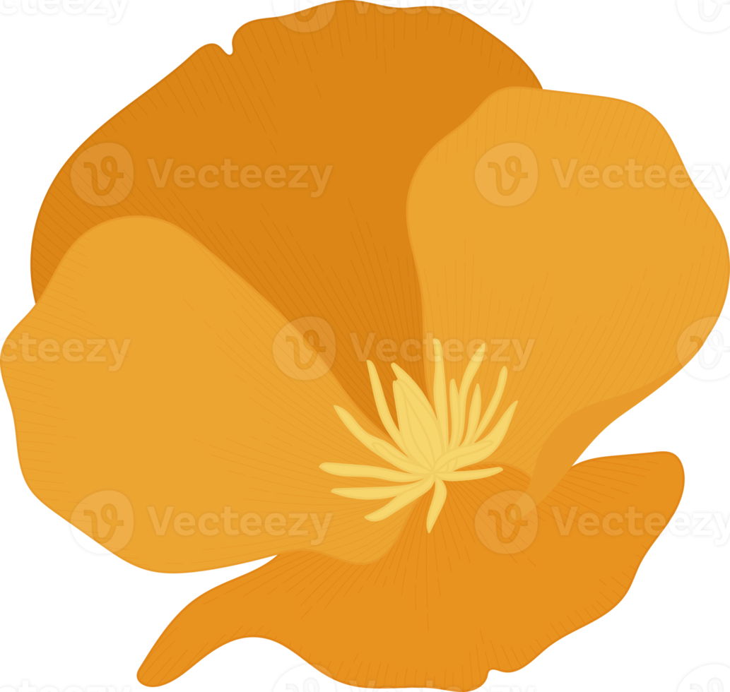 oranje Californië poppy bloem hand getekende illustratie. png