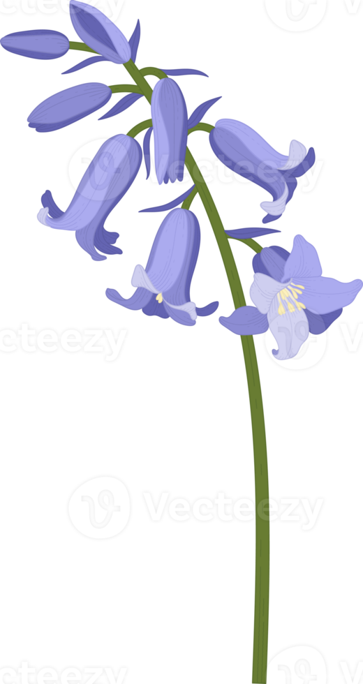 bluebell flower hand drawn illustration. png