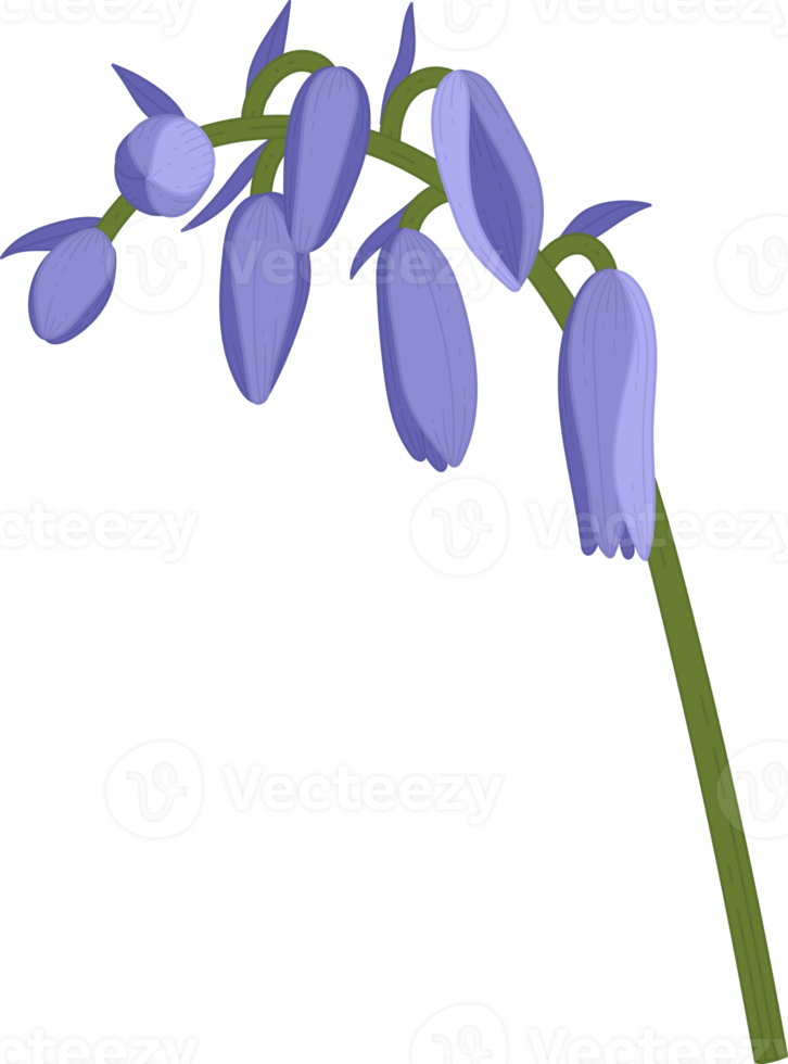 bluebell flower hand drawn illustration. png