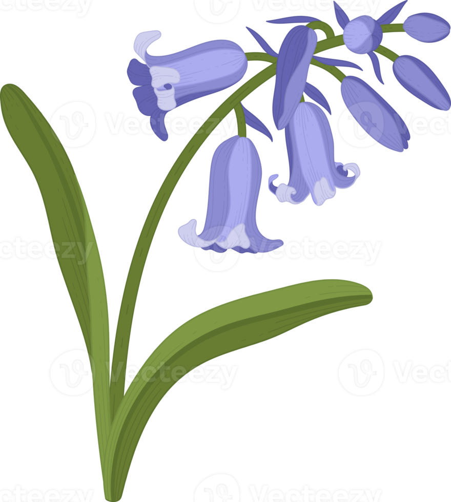 bluebell flower hand drawn illustration. png