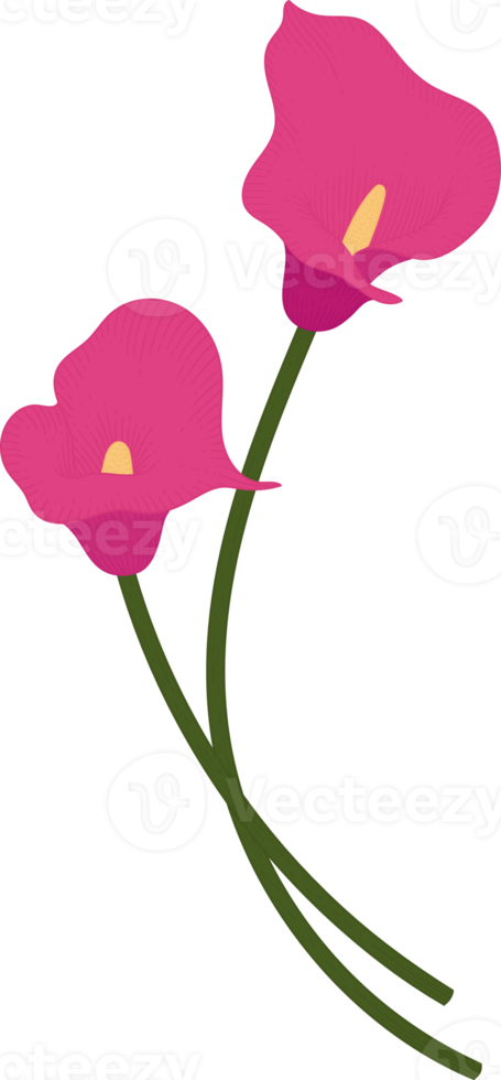 rosa calla lilja blomma handritad illustration. png