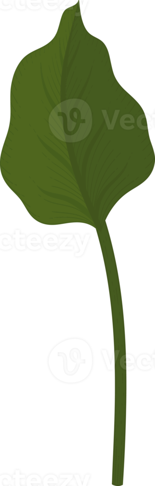 calla lily leaf hand drawn illustration. png