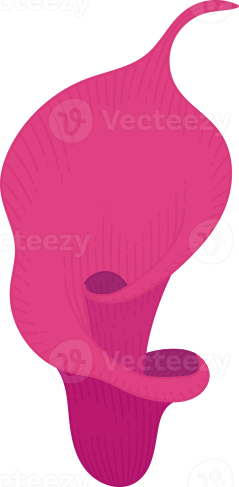 Pink calla lily flower hand drawn illustration. png