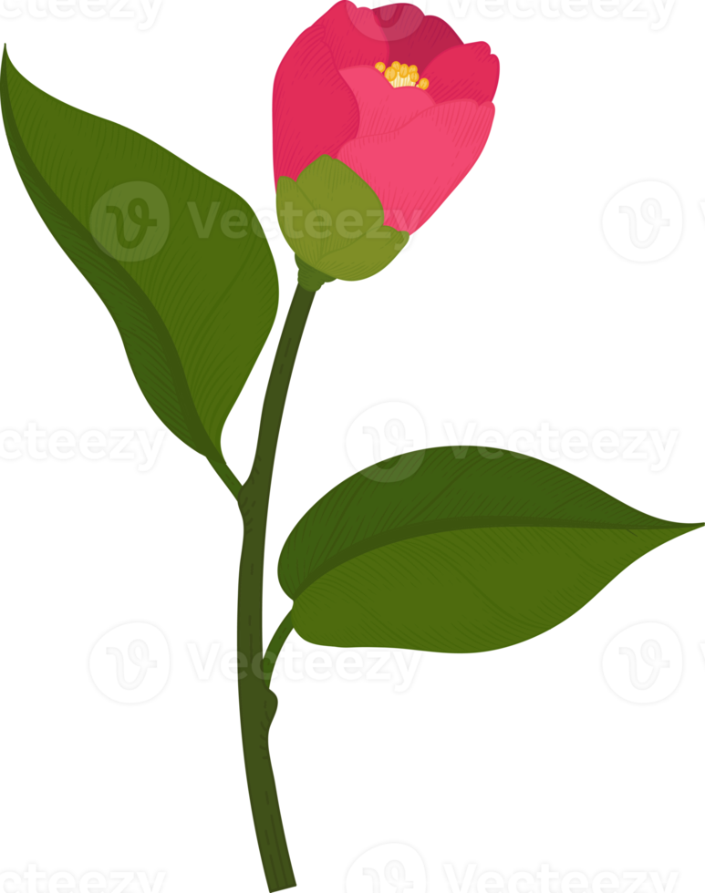 Pink camellia flower hand drawn illustration. png