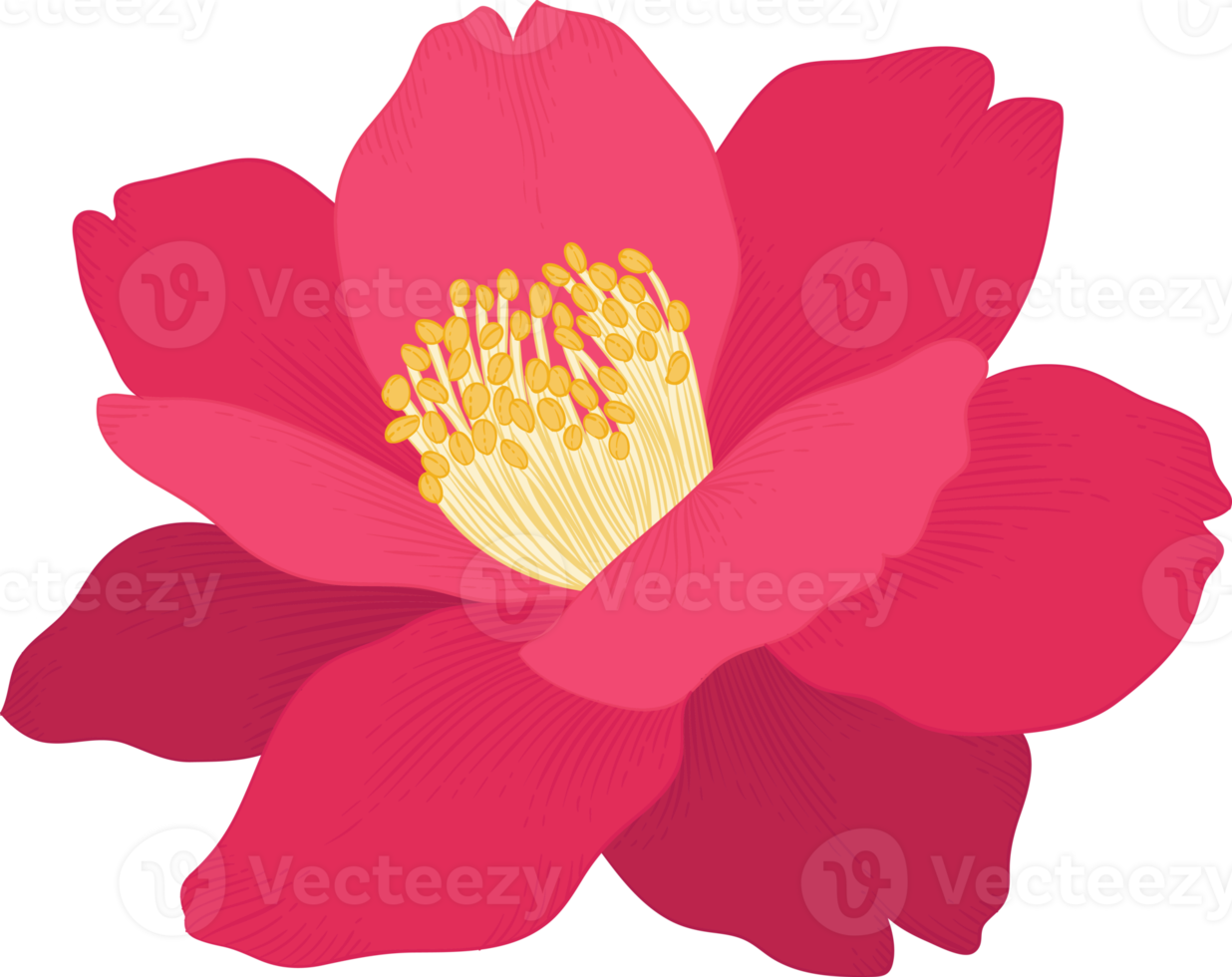 Pink camellia flower hand drawn illustration. png