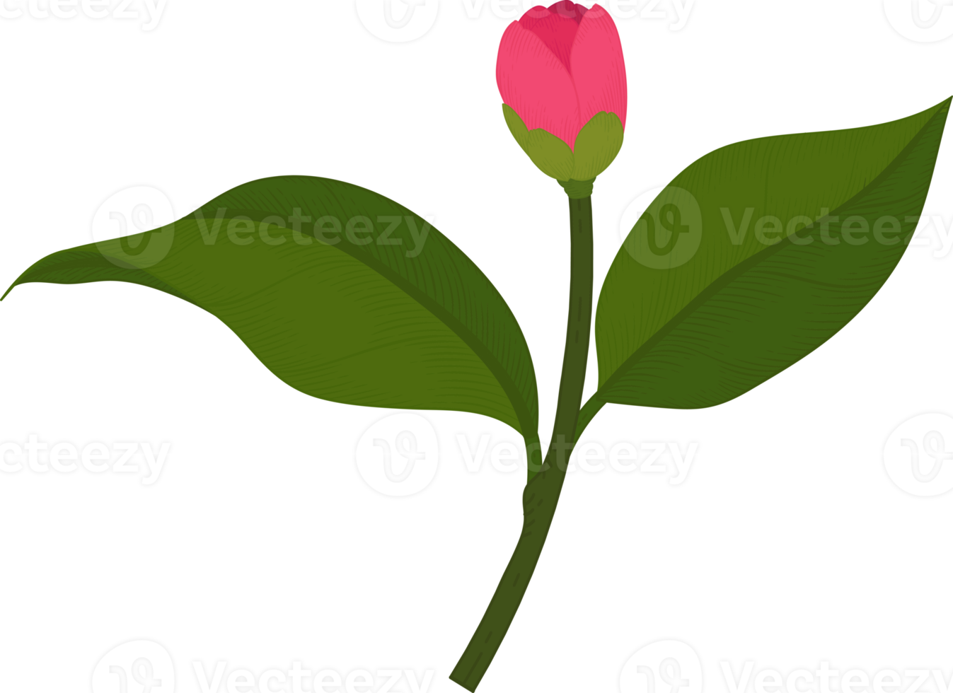 Pink camellia flower hand drawn illustration. png