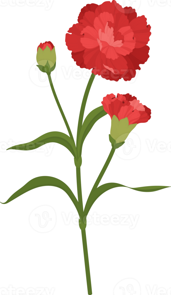 röd nejlika blomma handritad illustration. png