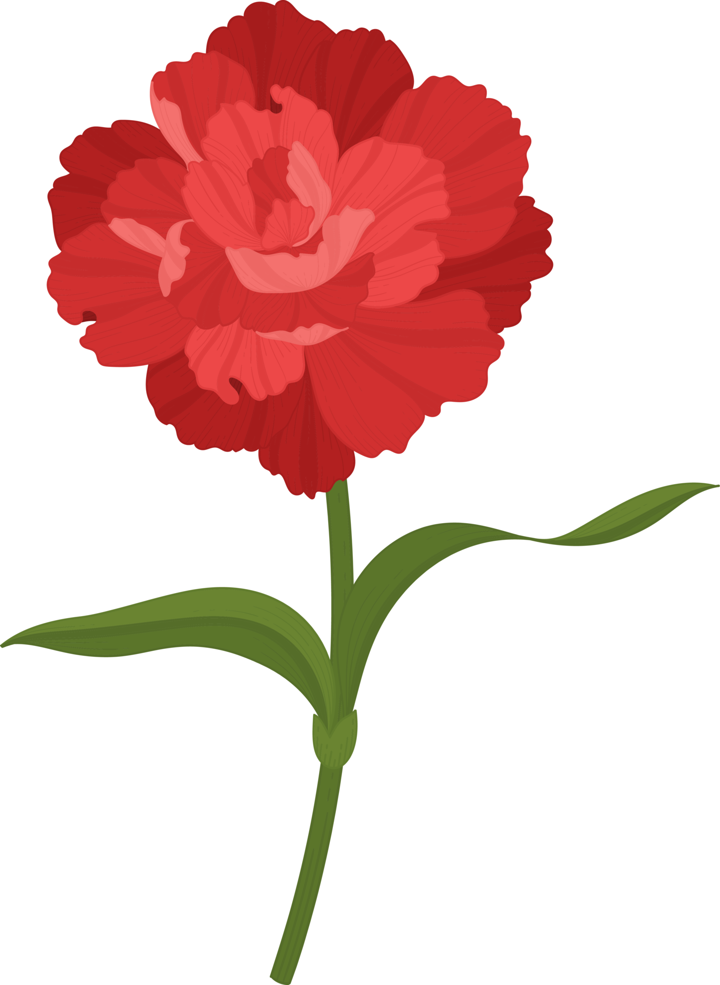 red carnation flower hand drawn illustration. 9842475 PNG