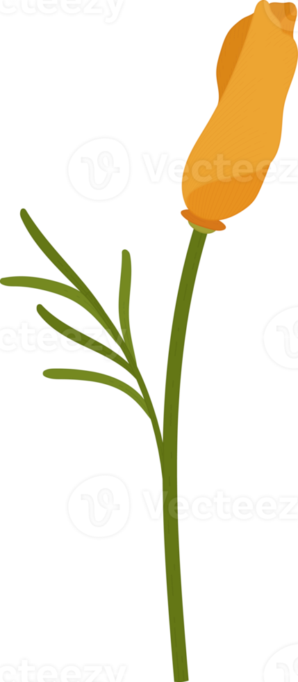 Orange california poppy flower hand drawn illustration. png