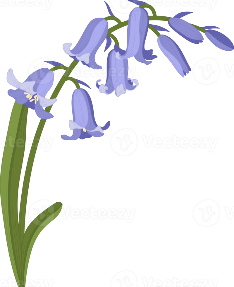 bluebell flower hand drawn illustration. png