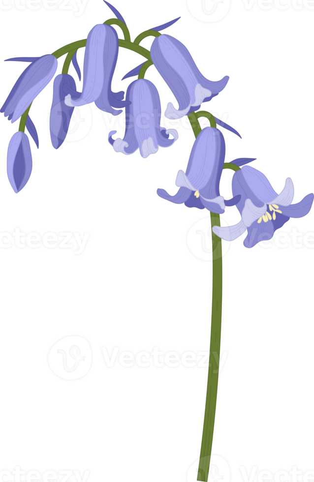 bluebell flower hand drawn illustration. png